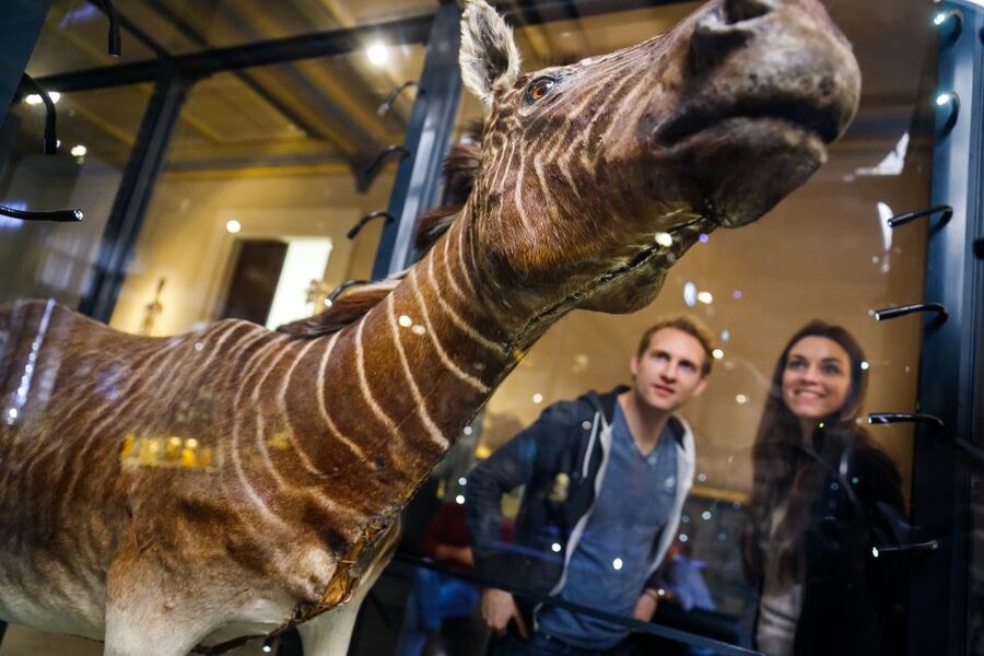 Berlin: Natural History Museum Entrance Ticket - Meeting Tristan Otto, the T. rex