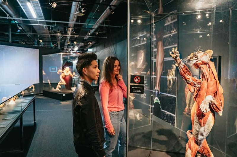 Berlin: Tickets for the BODY WORLDS Museum in Berlin - Price, value, and what is included