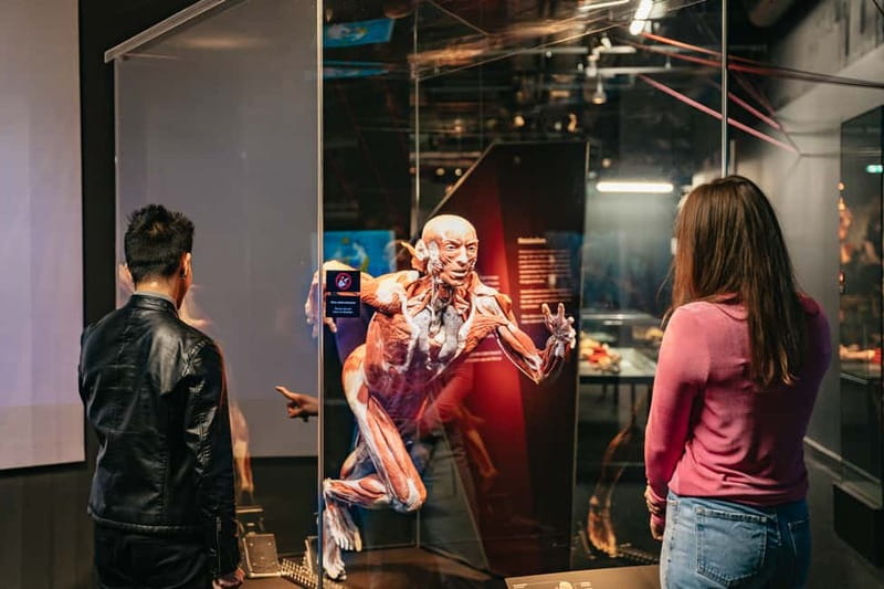 Berlin: Tickets for the BODY WORLDS Museum in Berlin - Embryo development and the beginning of life