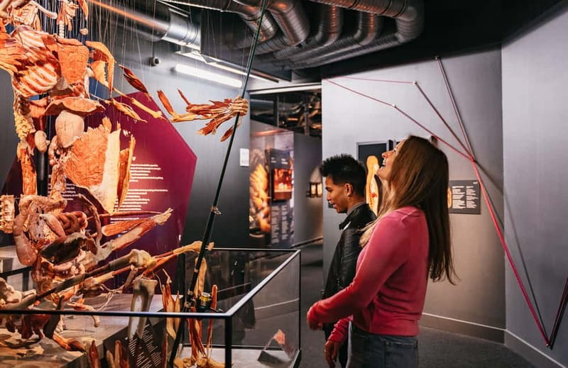 Berlin: Tickets for the BODY WORLDS Museum in Berlin - The heart, blood vessels, and circulation