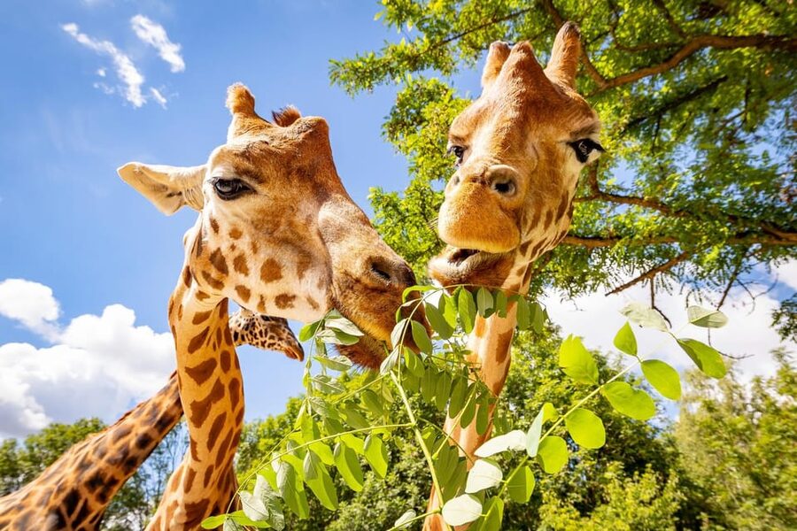 Berlin: Tickets for the Tierpark in East Berlin - What a day at Tierpark Berlin feels like