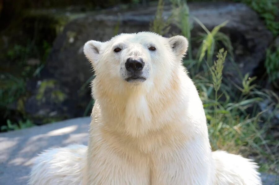 Berlin: Tickets for the Tierpark in East Berlin - Tigers, snow leopards, and a trip around the world